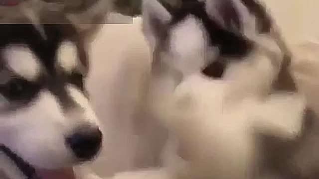 Two playing puppies