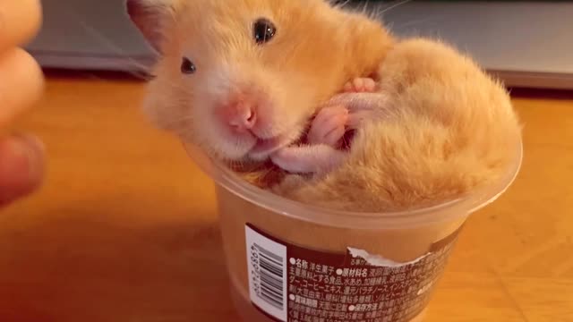 Hamster's leisure time.licking feet, pretending to be cute, sleeping.