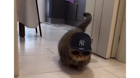 CAT has some SERIOUS SWAG!!!