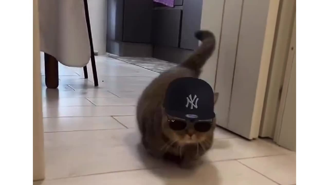 CAT has some SERIOUS SWAG!!!