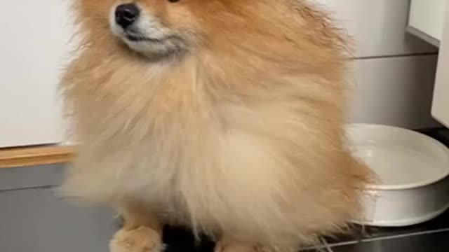 Pomeranian puppy shorts_ #shorts