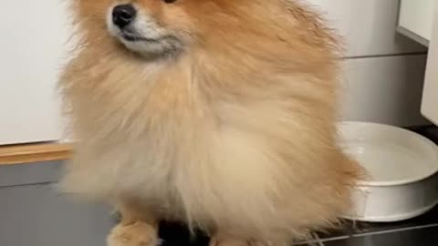 Pomeranian puppy shorts_ #shorts