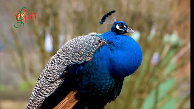 Beautiful peacocks video - Peacocks video / HK Video