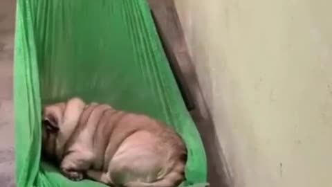 Dog sleeps in a hammock