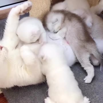 cute cat feeds kittens