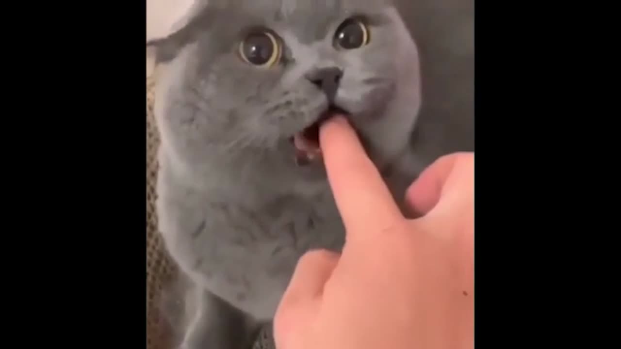 Funny Dogs, Cats and Animals Videos TRY Not to Laugh!#1
