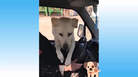 Dog Jump in the car🐶/very cuty jump/ dog jump