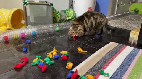 Let's Play! 50 Mouse Toy Surprise with Loki the Siberian Cat