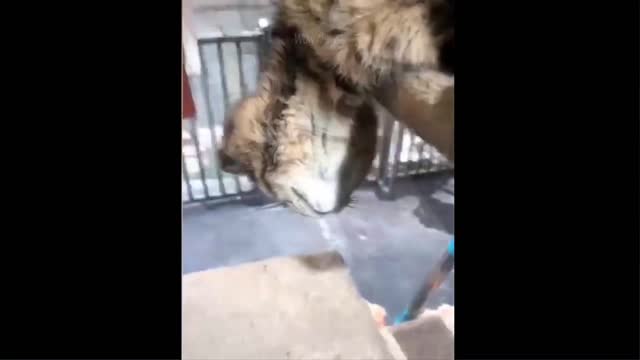 Funny animal videos