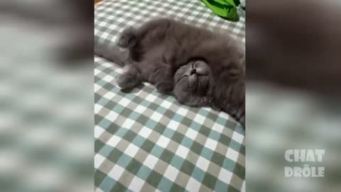 TOP 10 FUNNY CAT ! IT'S AMAZING !