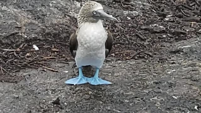 Booby bird at Galapagos island, Ecuador.