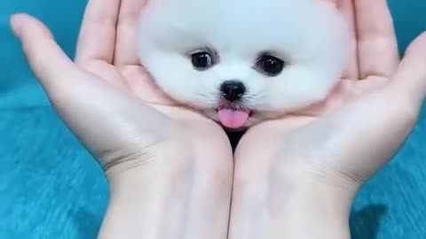 small cat puppy