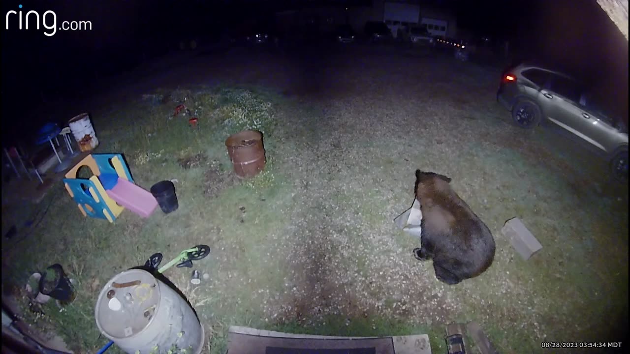 Great Pyrenees Tries to Scare Away Bear Eating Her Dog Food