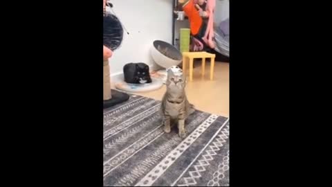 funniest videos for pet lovers to watch