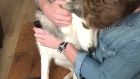 Spend weekends with your dog