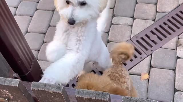 Cute and funny cats and dogs 😻Compilation