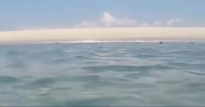 white shark in crazy video