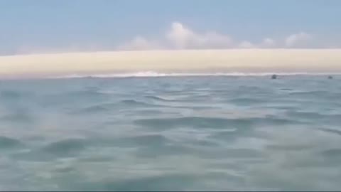 white shark in crazy video