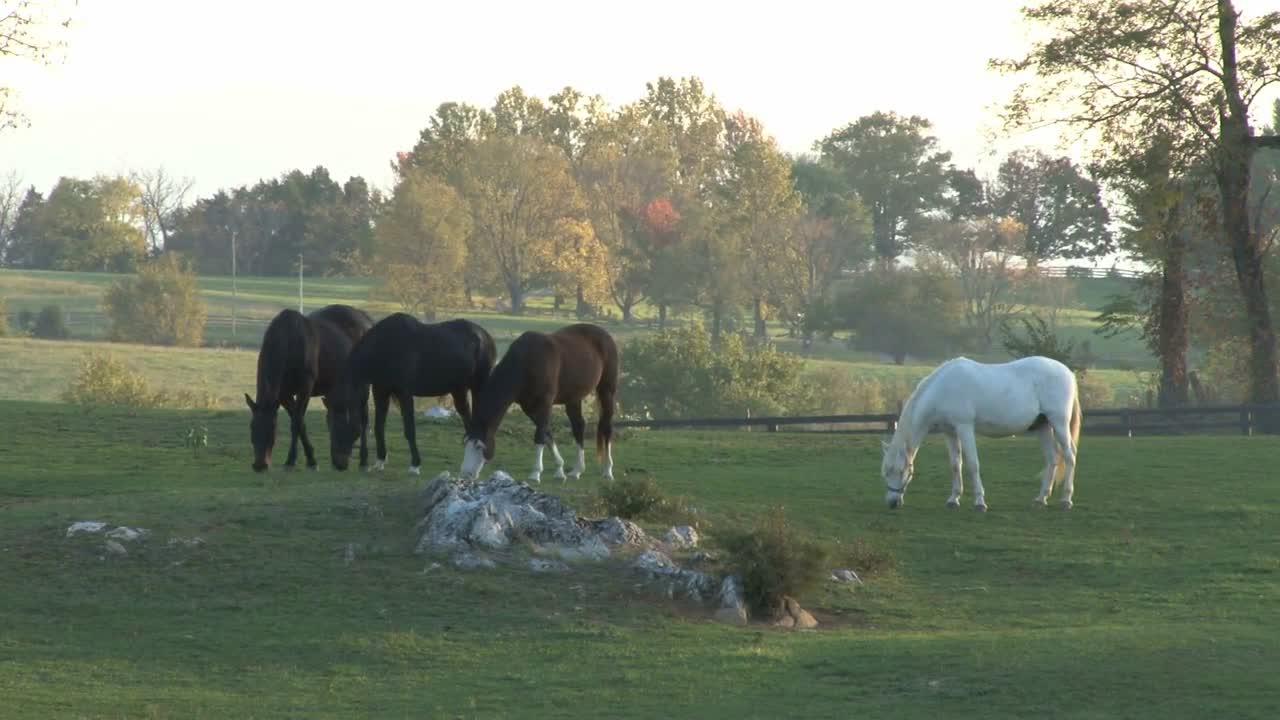 Horses In A Field