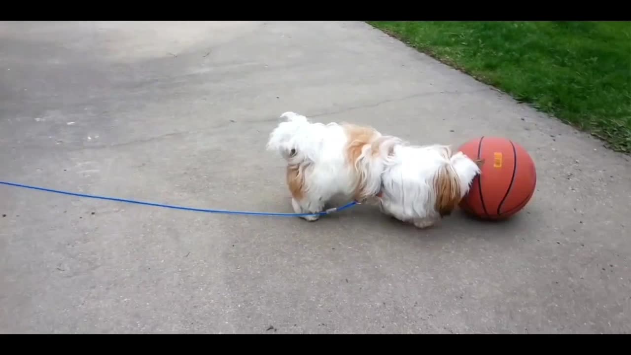 Rosie Loves Sports (Featuring Rosie The Shihtzu)