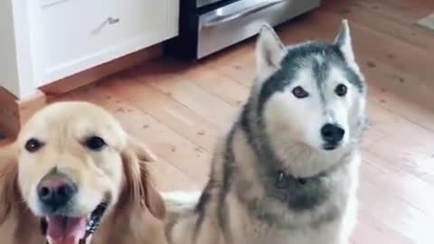 I Love Pets - Funny Pets Video Clips #Funny Pets