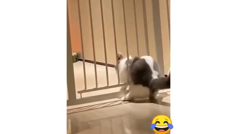 Funny Cats & Dog Compilation
