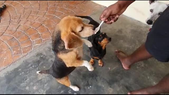 Pupper Ice Cream