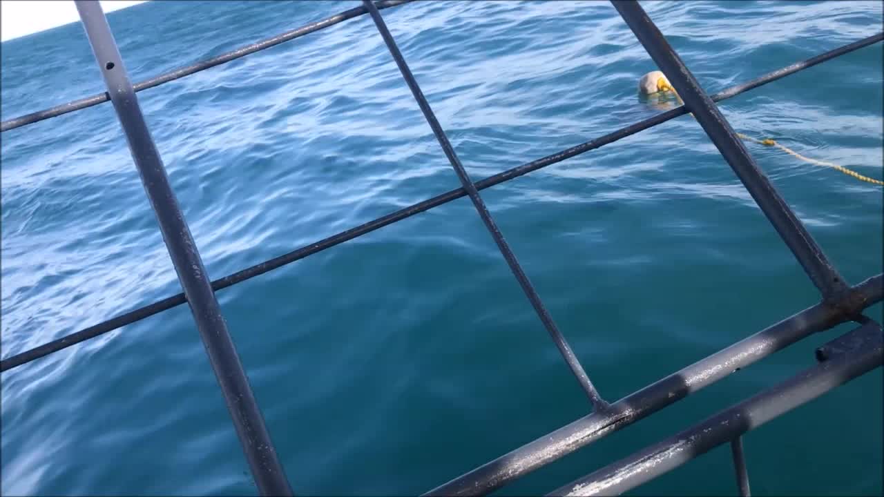 Shark Cage Dive Experience