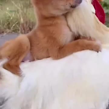 amazing dog and chicken friendship
