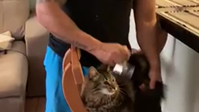 Barbershop cat