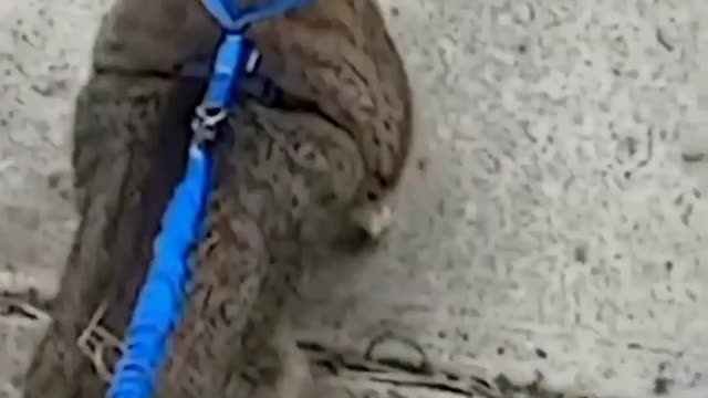cute #dog short video- cute puppy shorts- #short #shortvideo #firstshortvideo #cutedog #dogs #shorts