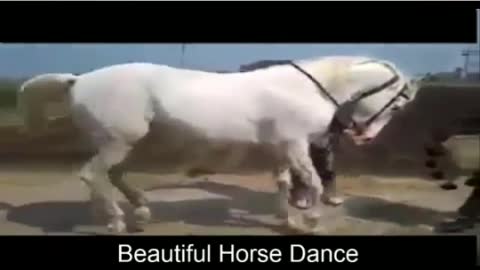 Horse dancing