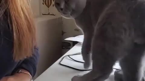 play with cats