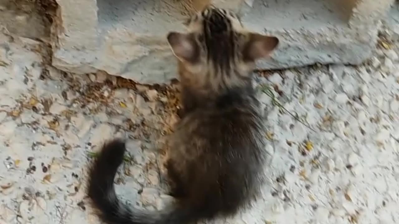 Funny cat fight