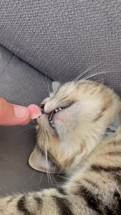 top funny cats videos#4Mviews