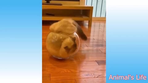 Cute Animals Video Compilation - They Are Adorable