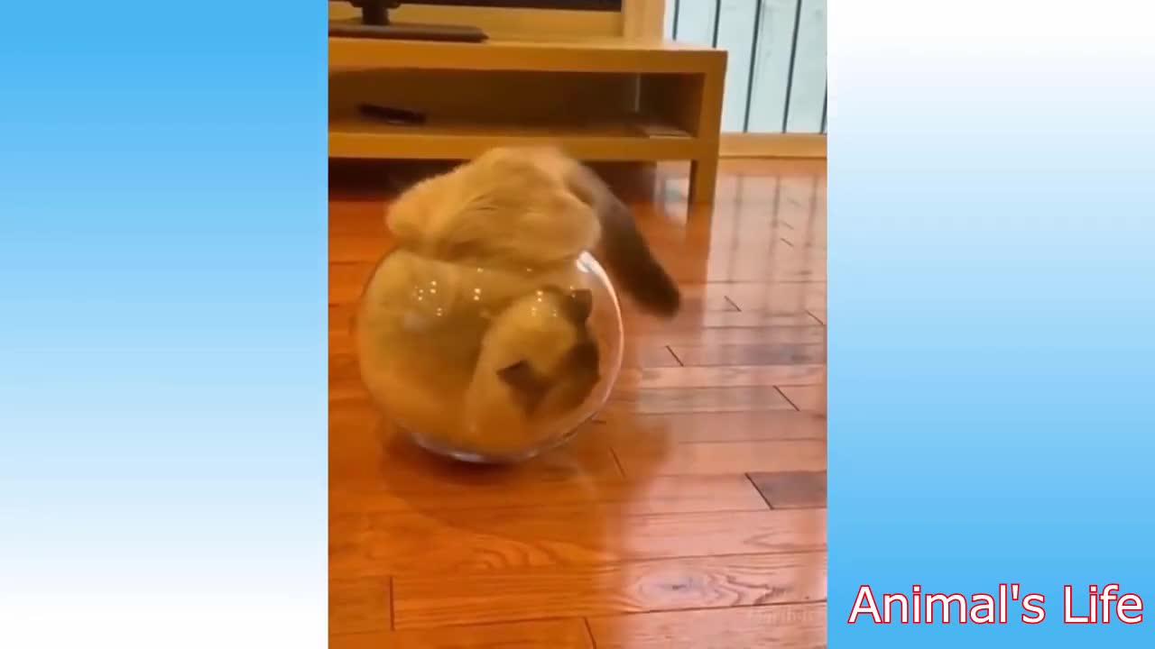 Cute Animals Video Compilation - They Are Adorable