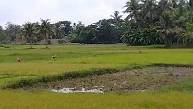 Monkey running and playing video