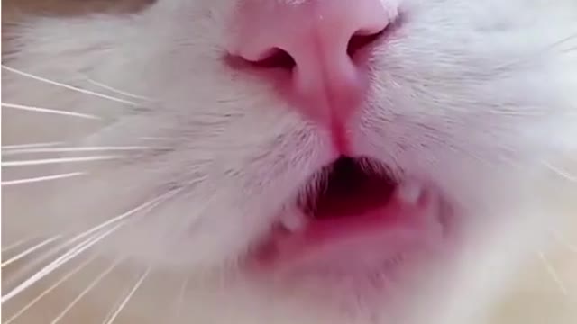 Cutest cat best cute cat videos