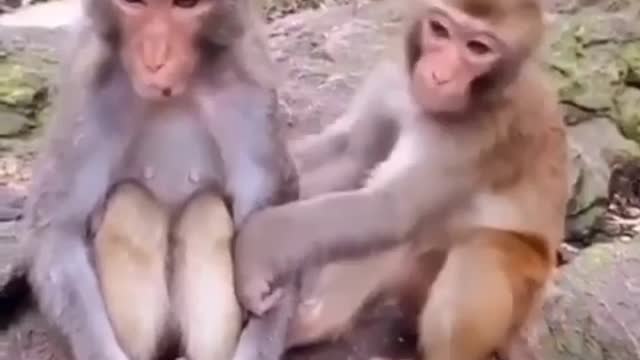 Monkey sitting silent