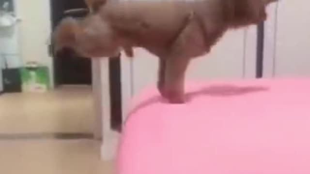 Dog jumping