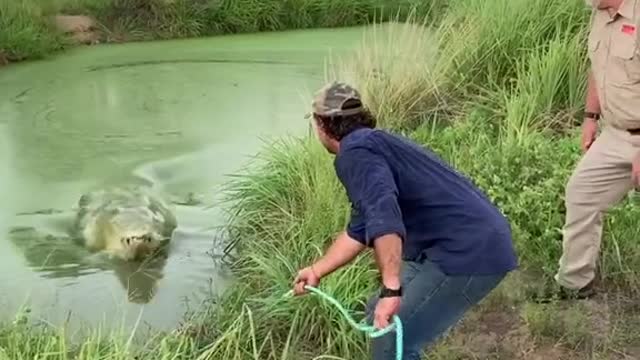 How to caught a crocodile?