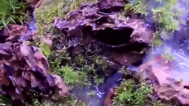 Landscape works in fish tanks(4)