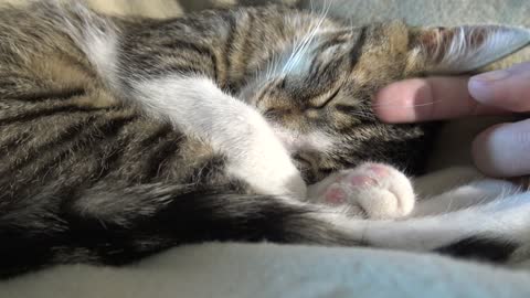 Adorable Little Cat Covers His Eyes With the Paws
