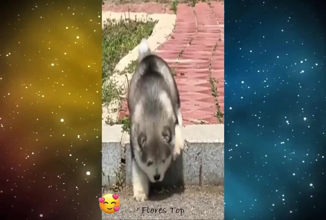 PERRITO TIERNO Y GRACIOSO(ANIMALES) VÍDEOS VIRALES