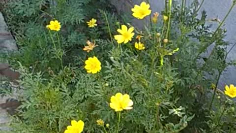 Beautiful wild flowers