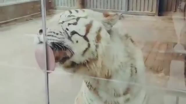 BEST Funny Animal Videos of the year (2021), funniest animals ever.