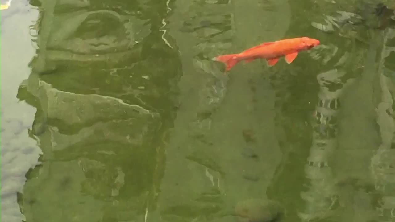 A turtle swimming with koi fish