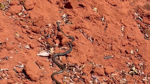 Snake after eating a small lizard in Madagascar