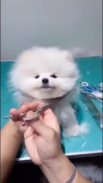 Cute Dog Short VIDEO 🐕🐕